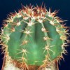 Melocactus_amazonicus